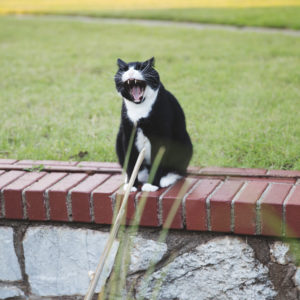 attachment parenting and cosleeping copy