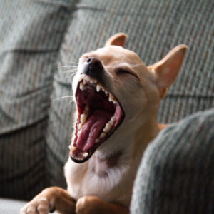 attachment parenting and separation anxiety copy