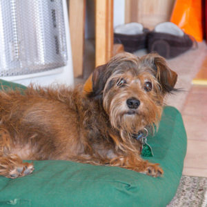 attachment parenting basics copy